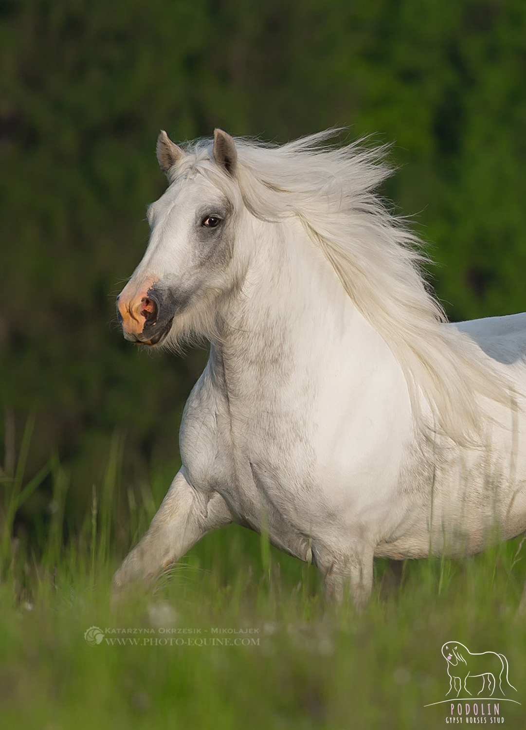 gypsy cob horse